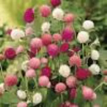 Natural Hybrid Plant